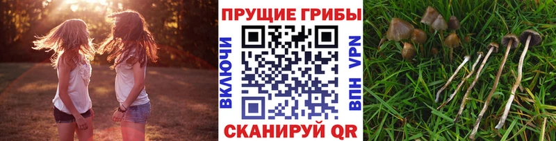 Галлюциногенные грибы Cubensis  купить   Котлас 